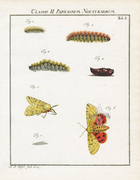 Roesel von Rosenhof Antique Insect Prints 1740 Purple Tiger Moth - Panteek Antique Prints