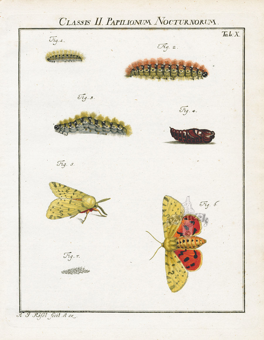 Roesel von Rosenhof Antique Insect Prints 1740 Purple Tiger Moth