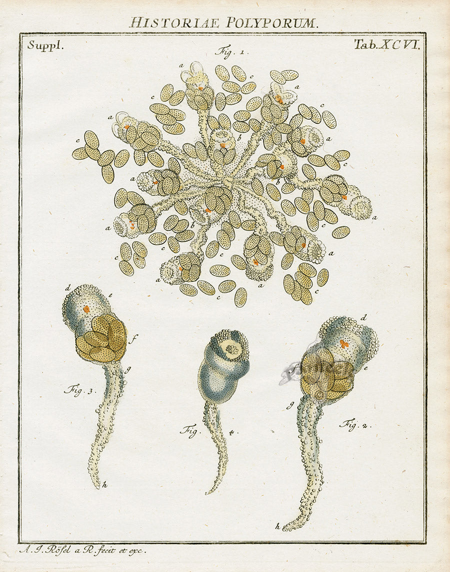 Roesel von Rosenhof Antique Insect Prints 1740 Rotifer