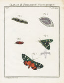Roesel von Rosenhof Antique Insect Prints 1740 Scarlet Tiger - Panteek Antique Prints