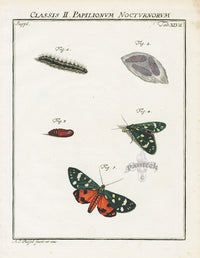 Roesel von Rosenhof Antique Insect Prints 1740 Scarlet Tiger - Panteek Antique Prints