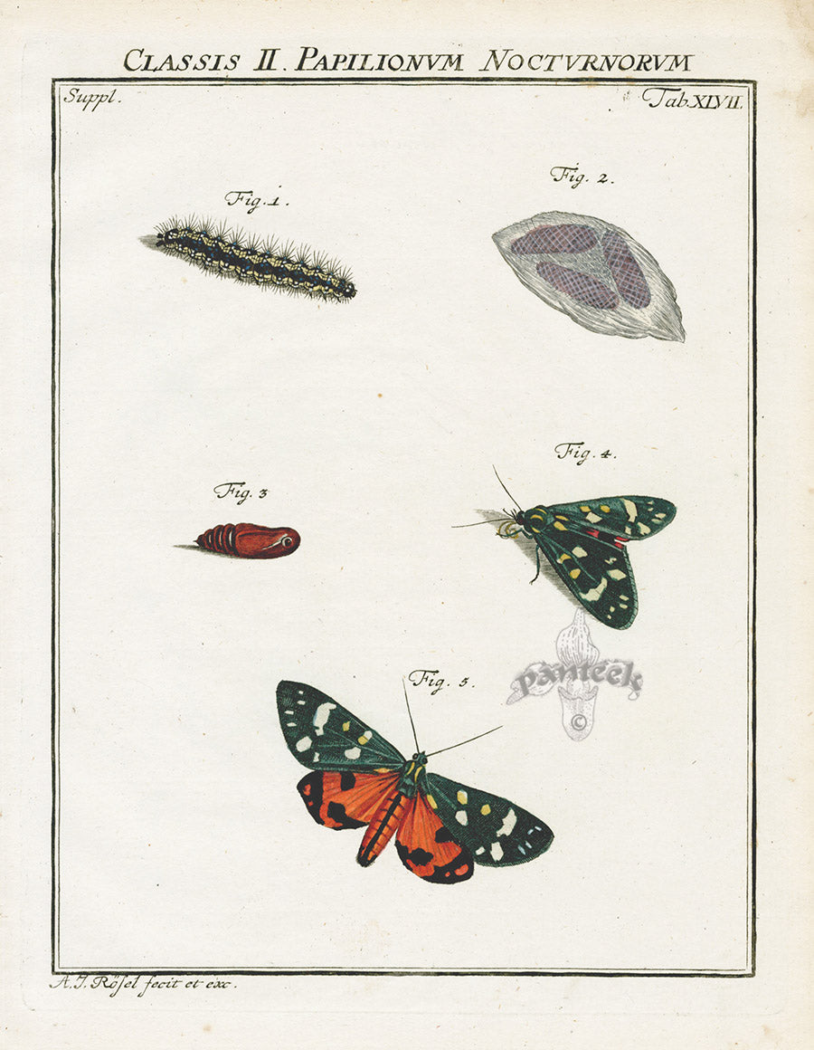 Roesel von Rosenhof Antique Insect Prints 1740 Scarlet Tiger