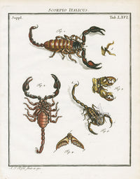 Roesel von Rosenhof Antique Insect Prints 1740 Scorpion - Panteek Antique Prints