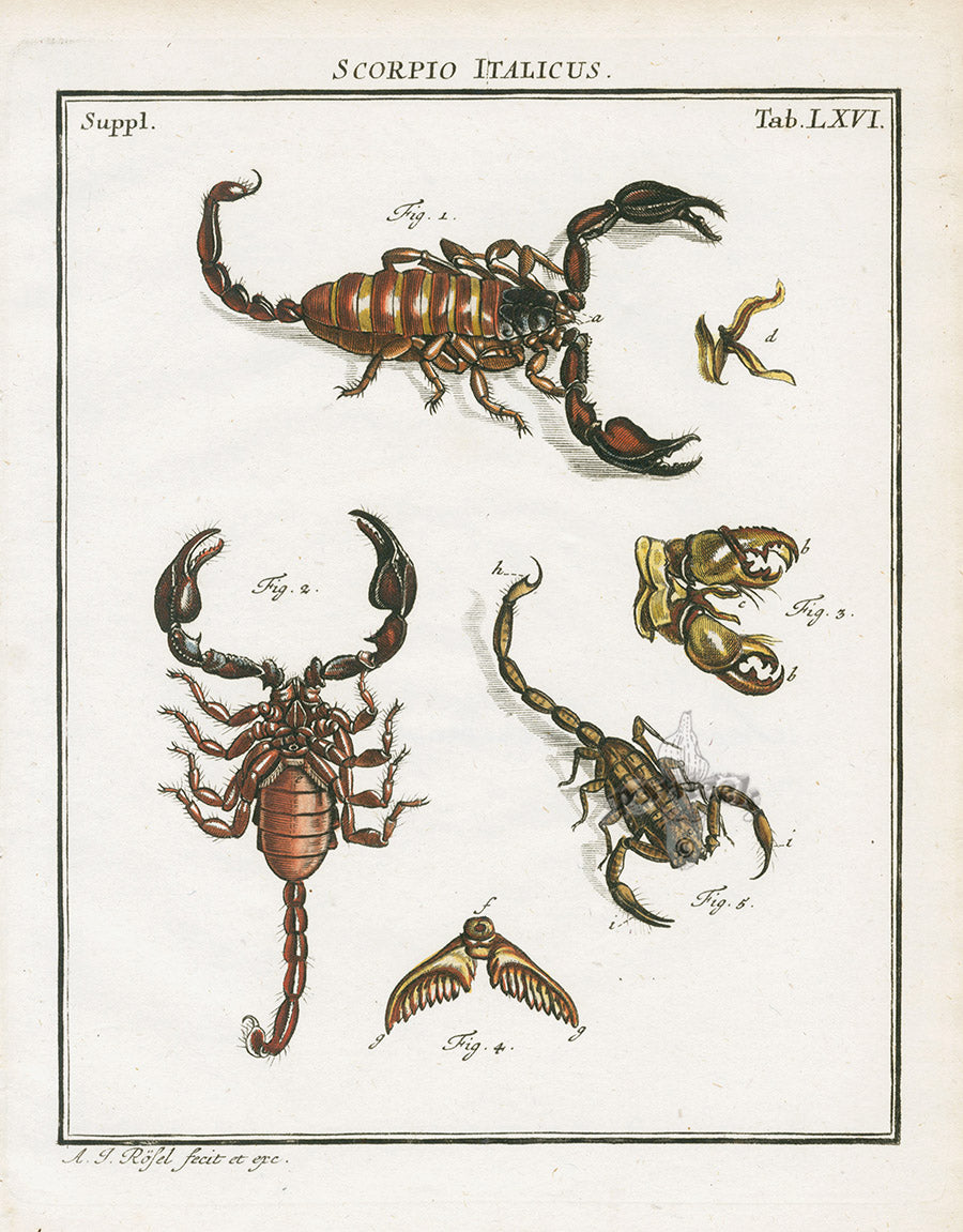 Roesel von Rosenhof Antique Insect Prints 1740 Scorpion