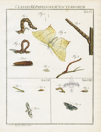 Roesel von Rosenhof Antique Insect Prints 1740 Swallow-tailed Moth - Panteek Antique Prints