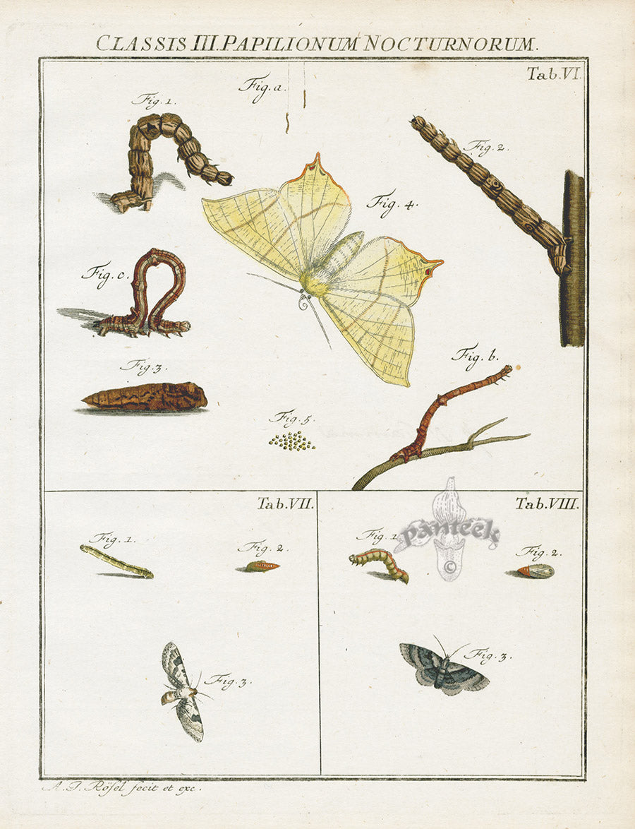 Roesel von Rosenhof Antique Insect Prints 1740 Swallow-tailed Moth