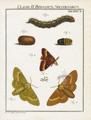 Roesel von Rosenhof Antique Insect Prints 1740 Three Oak Eggar - Panteek Antique Prints