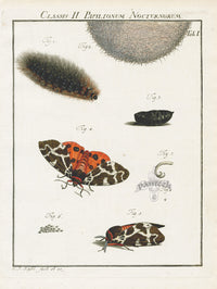Roesel von Rosenhof Antique Insect Prints 1740 Tiger Moth - Panteek Antique Prints