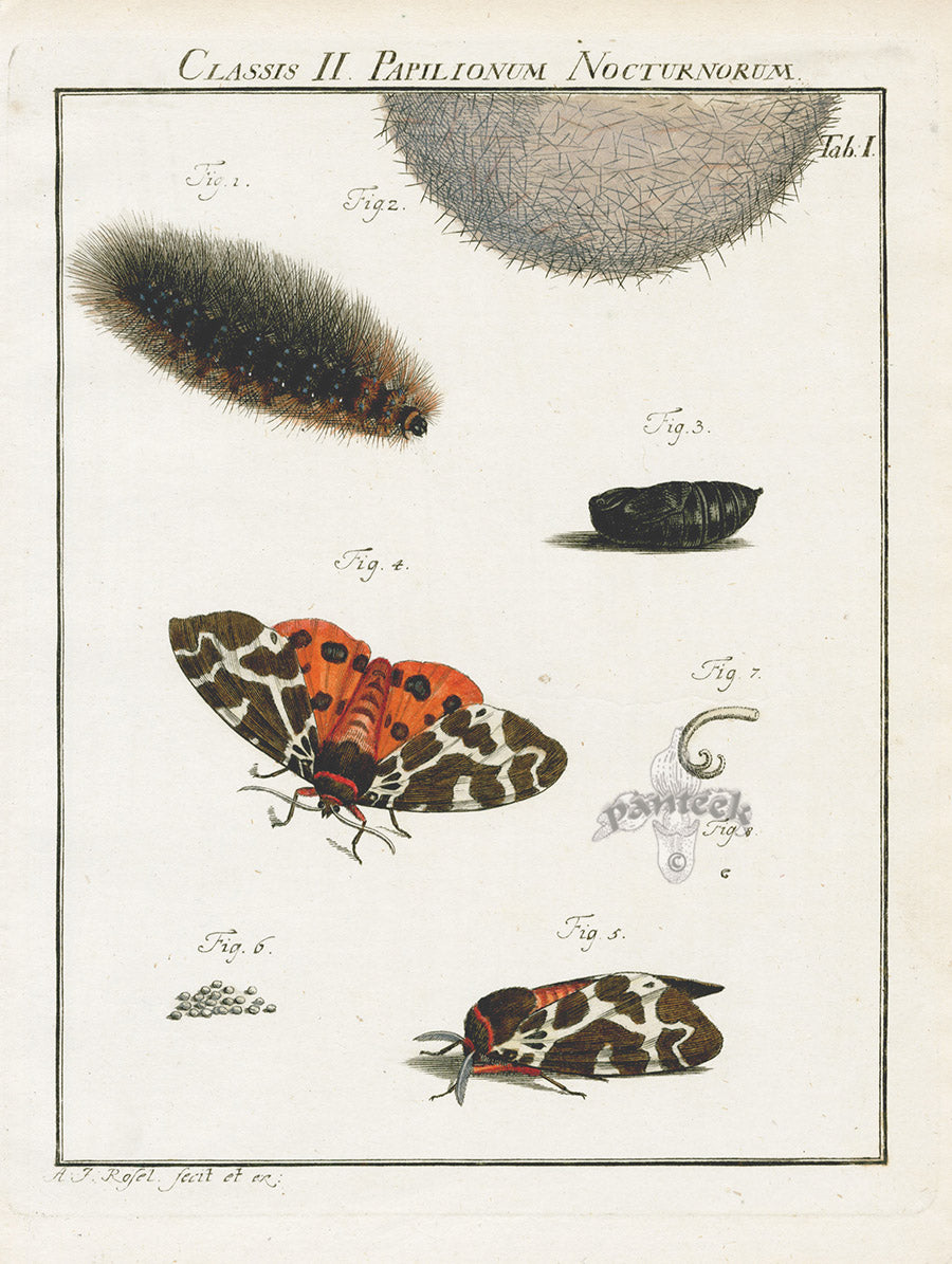 Roesel von Rosenhof Antique Insect Prints 1740 Tiger Moth