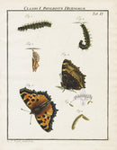 Roesel von Rosenhof Antique Insect Prints 1740 Tortoiseshell - Panteek Antique Prints
