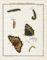 Roesel von Rosenhof Antique Insect Prints 1740 Tortoiseshell - Panteek Antique Prints