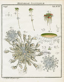 Roesel von Rosenhof Antique Insect Prints 1740 Vorticella - Panteek Antique Prints