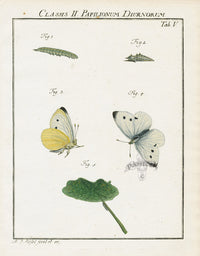 Roesel von Rosenhof Antique Insect Prints 1740 White Butterfly - Panteek Antique Prints