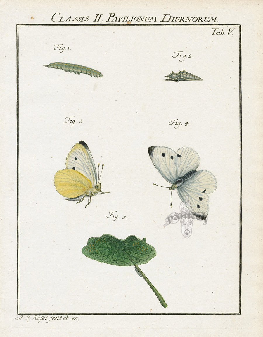 Roesel von Rosenhof Antique Insect Prints 1740 White Butterfly