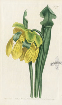 Sarracenia flava Curtis Carnivorous Botanical - Panteek Antique Prints