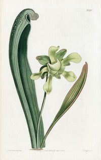 Sarracenia variolaris Curtis Carnivorous Botanical - Panteek Antique Prints