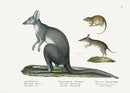 Schinz Brodtmann Antique Lithograph Australian Endangered Marsupials - Panteek Antique Prints
