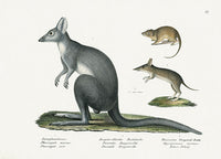 Schinz Brodtmann Antique Lithograph Australian Endangered Marsupials - Panteek Antique Prints