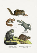 Schinz Brodtmann Antique Lithograph Aye-aye, Squirrels, Marmot - Panteek Antique Prints