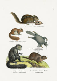 Schinz Brodtmann Antique Lithograph Aye-aye, Squirrels, Marmot - Panteek Antique Prints