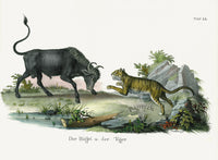 Schinz Brodtmann Antique Lithograph Bull & Tiger - Panteek Antique Prints