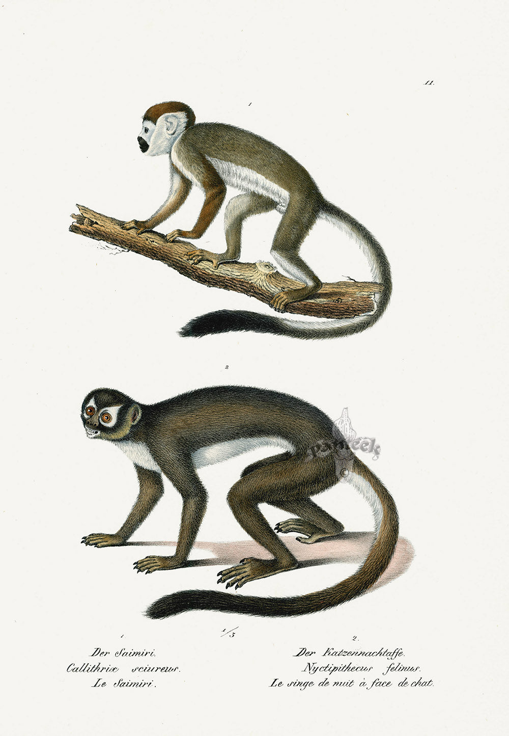 Schinz Brodtmann Antique Lithograph Cat-faced Monkey