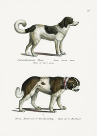 Schinz Brodtmann Antique Lithograph Dogs - Panteek Antique Prints