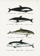 Schinz Brodtmann Antique Lithograph Dolphins - Panteek Antique Prints
