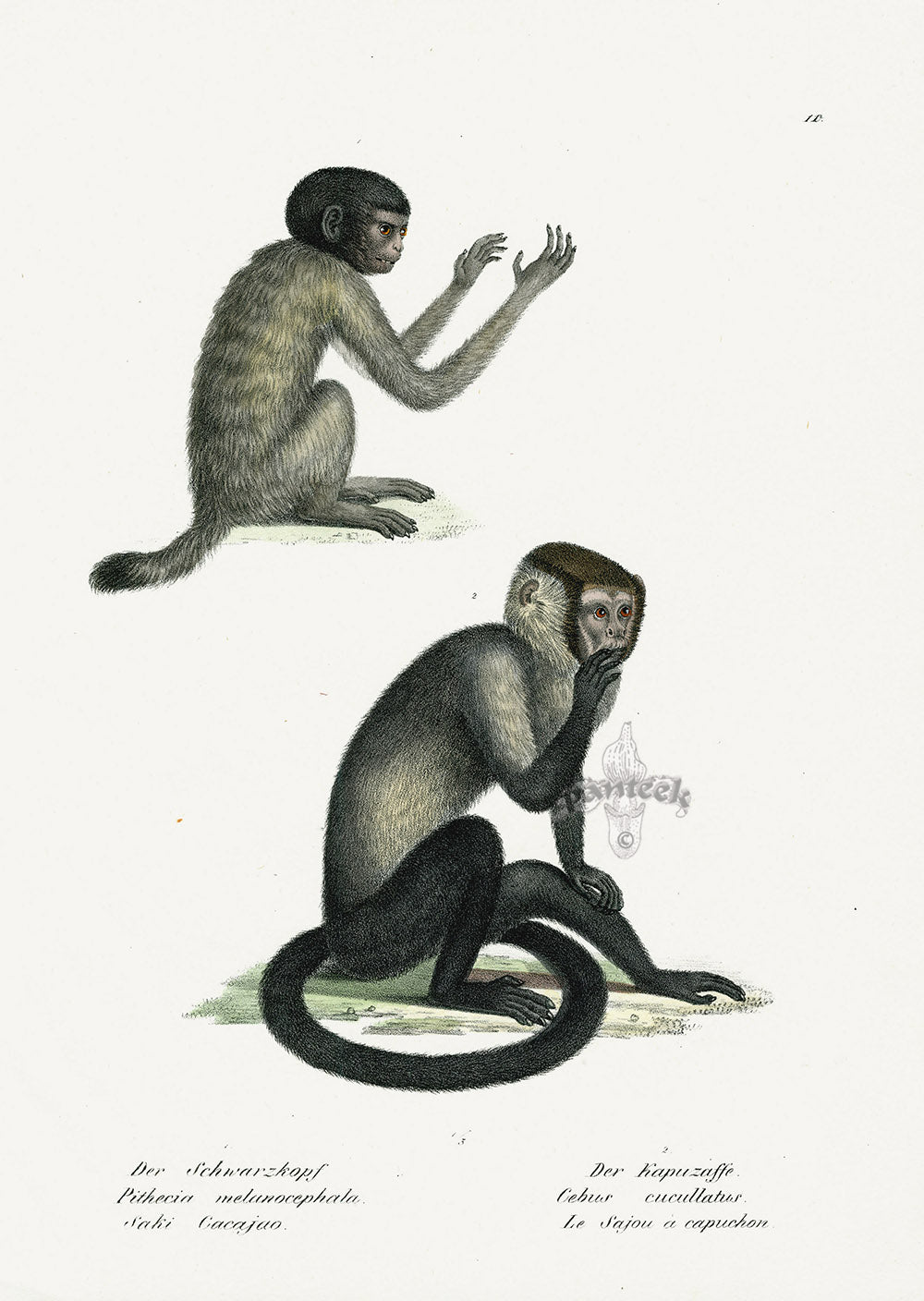 Schinz Brodtmann Antique Lithograph Hooded Monkey