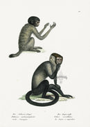 Schinz Brodtmann Antique Lithograph Hooded Monkey - Panteek Antique Prints