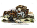 Schinz Brodtmann Antique Lithograph Horses, Caravan - Panteek Antique Prints