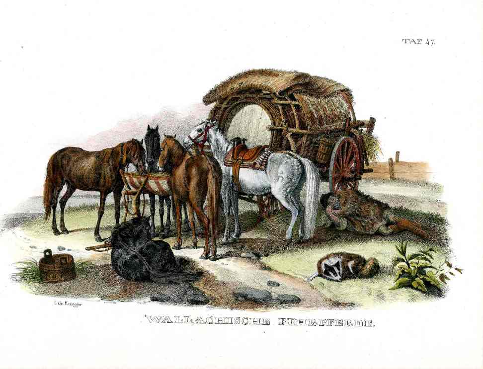Schinz Brodtmann Antique Lithograph Horses, Caravan