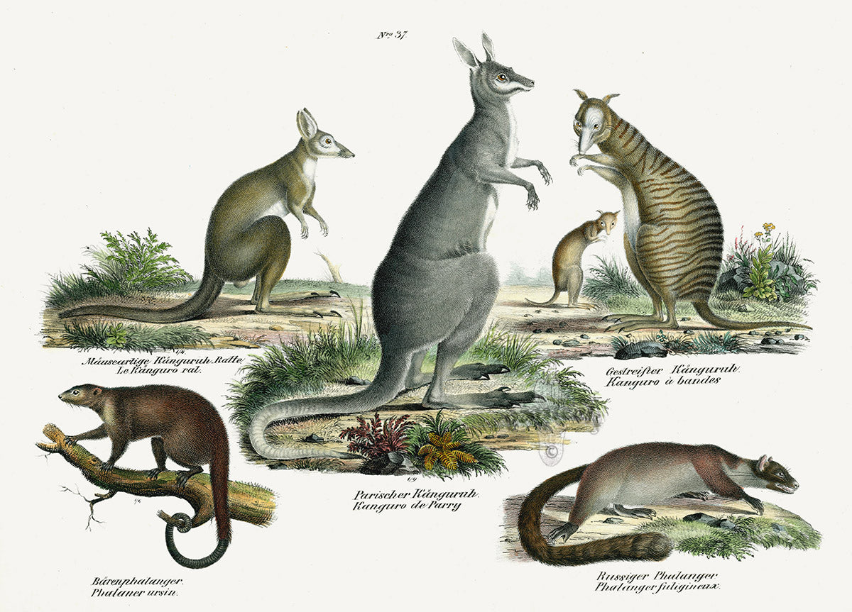Schinz Brodtmann Antique Lithograph Kangaroos