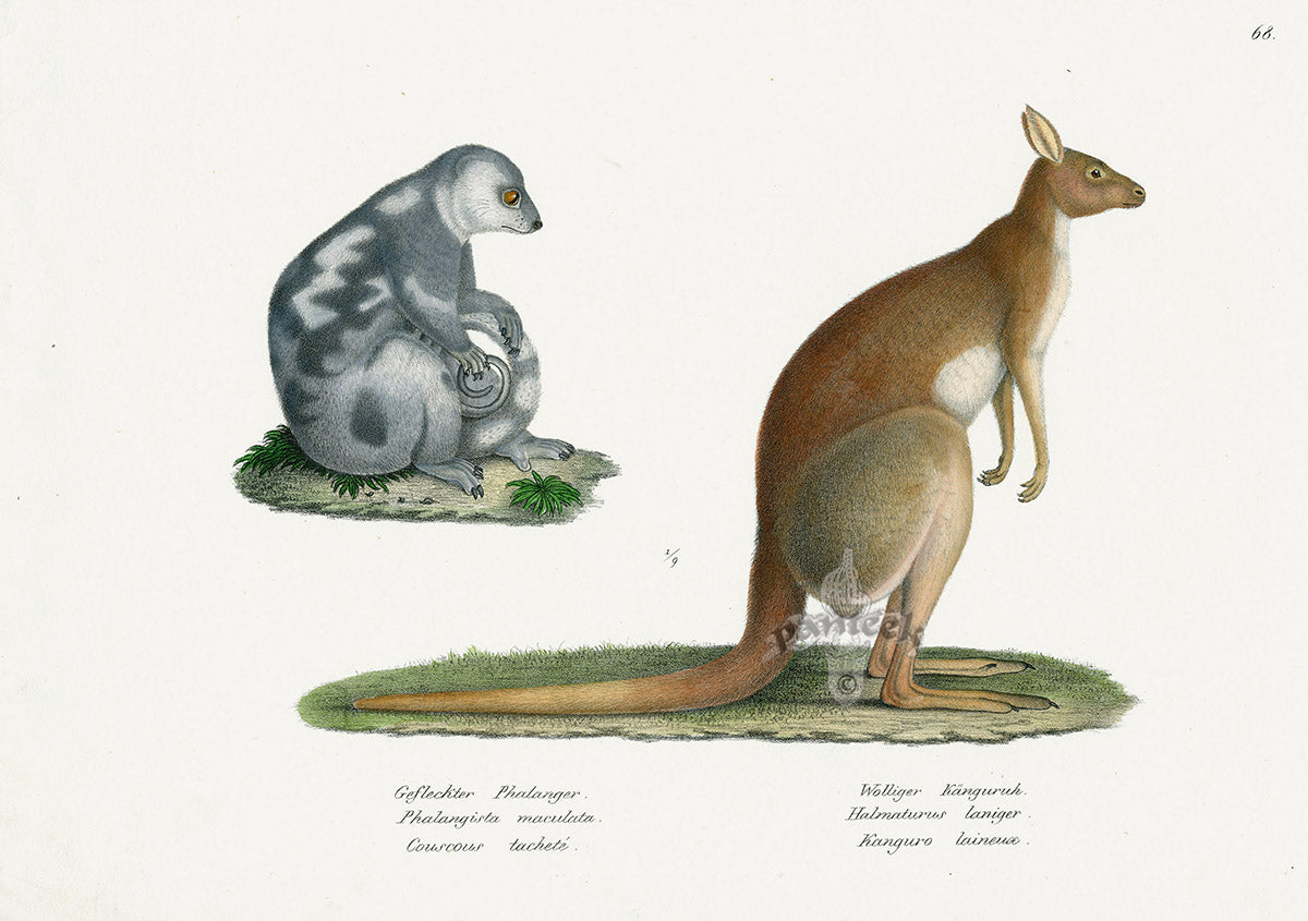 Schinz Brodtmann Antique Lithograph Phalanger & Kangaroo