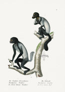 Schinz Brodtmann Antique Lithograph Short-tailed Monkey - Panteek Antique Prints