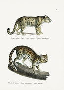 Schinz Brodtmann Antique Lithograph Tiger - Panteek Antique Prints