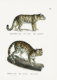 Schinz Brodtmann Antique Lithograph Tiger - Panteek Antique Prints