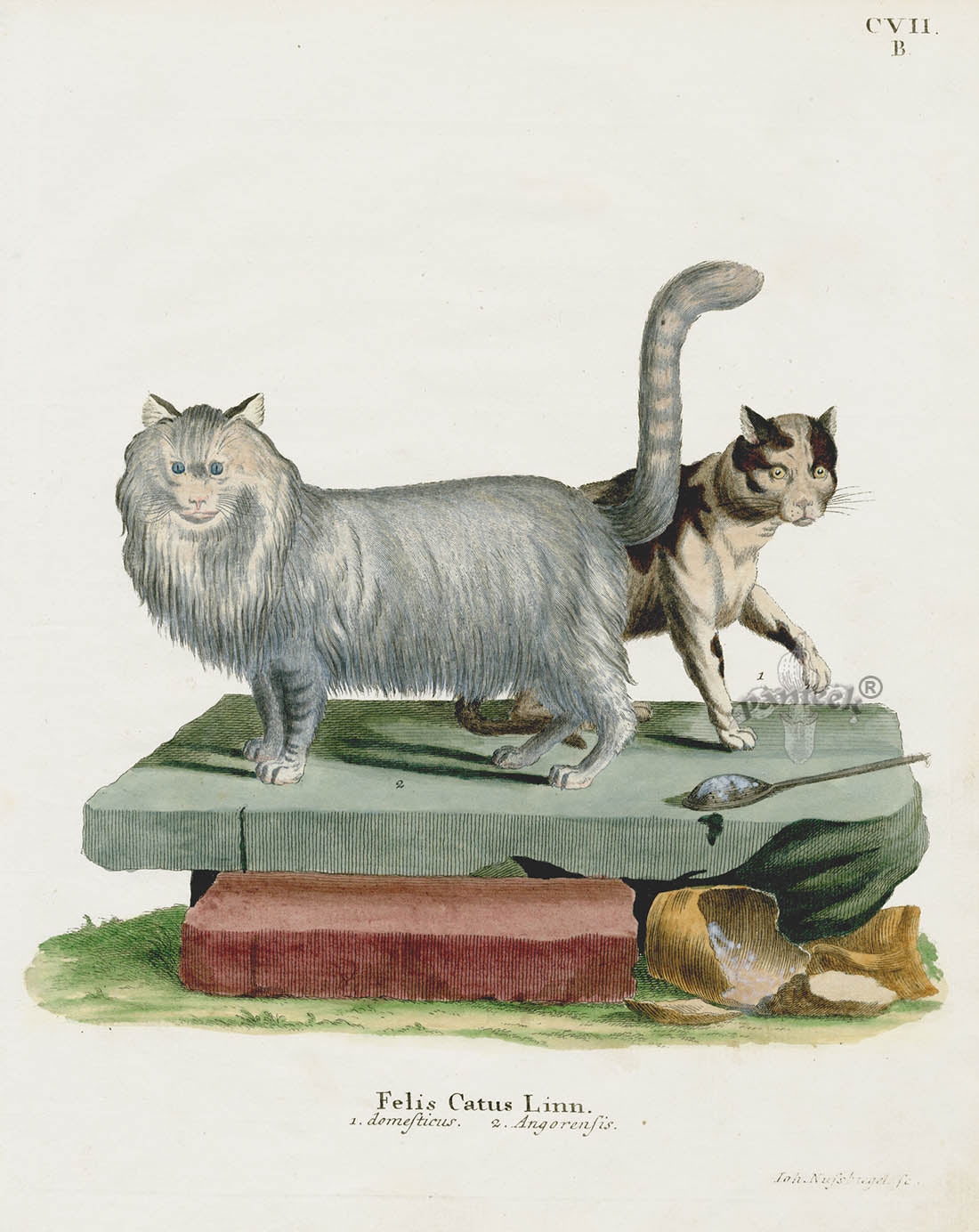 Schreber Fantastic Beasts Antique Engraving Angora & Domesticated Cat