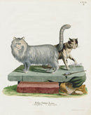 Schreber Fantastic Beasts Antique Engraving Angora & Domesticated Cat - Panteek Antique Prints