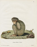 Schreber Fantastic Beasts Antique Engraving Barbary Macaque - Panteek Antique Prints