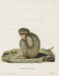 Schreber Fantastic Beasts Antique Engraving Barbary Macaque - Panteek Antique Prints