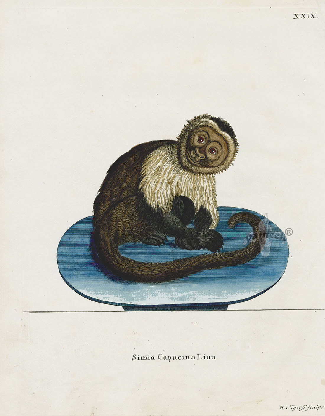 Schreber Fantastic Beasts Antique Engraving Capuchin