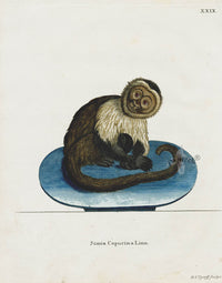 Schreber Fantastic Beasts Antique Engraving Capuchin - Panteek Antique Prints