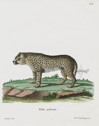 Schreber Fantastic Beasts Antique Engraving Cheetah - Panteek Antique Prints