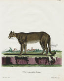 Schreber Fantastic Beasts Antique Engraving Cougar - Panteek Antique Prints