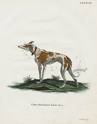 Schreber Fantastic Beasts Antique Engraving Domestic Dog - Panteek Antique Prints
