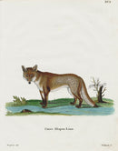 Schreber Fantastic Beasts Antique Engraving Fox - Panteek Antique Prints