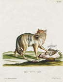 Schreber Fantastic Beasts Antique Engraving Golden Jackal - Panteek Antique Prints