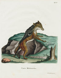 Schreber Fantastic Beasts Antique Engraving Jackal - Panteek Antique Prints
