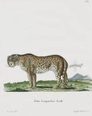 Schreber Fantastic Beasts Antique Engraving Leopard - Panteek Antique Prints